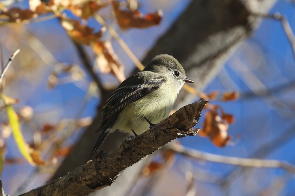 Hammond's Flycatcher - ML644877169