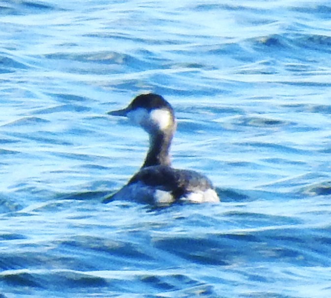 Horned Grebe - ML644877181