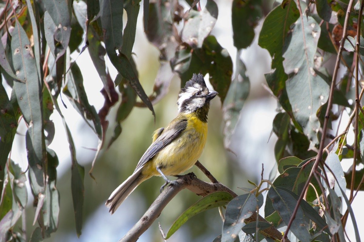 Doğulu Kerpetenkuşu - ML644877182
