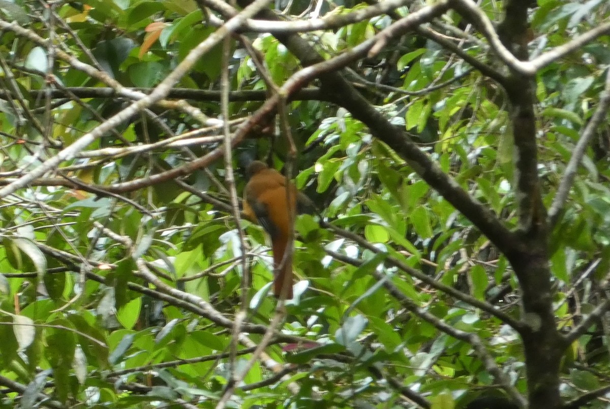 Malabar Trogon - ML644877193