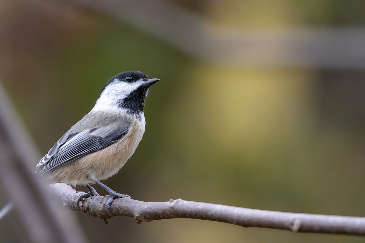 Гаїчка світлокрила - ML644877195