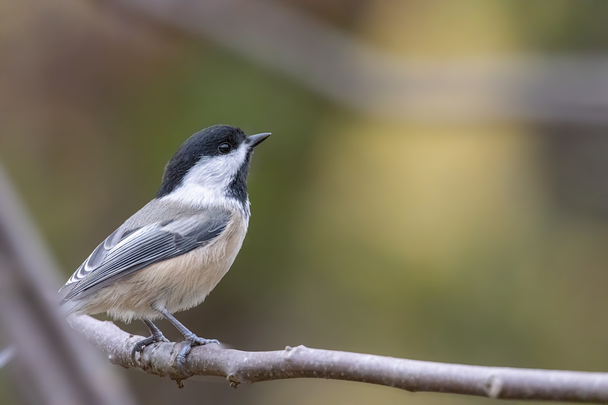 Гаїчка світлокрила - ML644877196