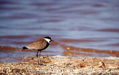 Vanneau à éperons - ML644877197