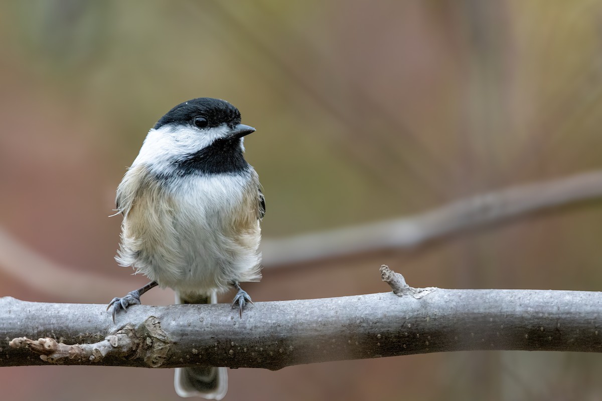 Гаїчка світлокрила - ML644877198