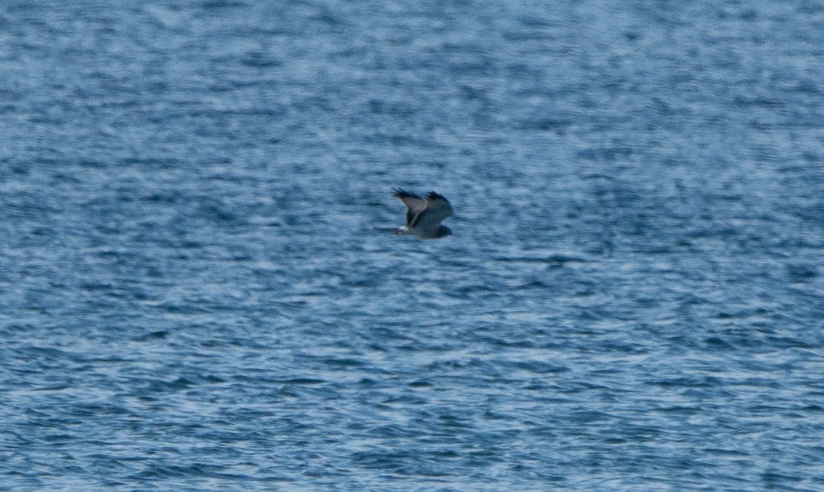 moták severoamerický - ML644877205