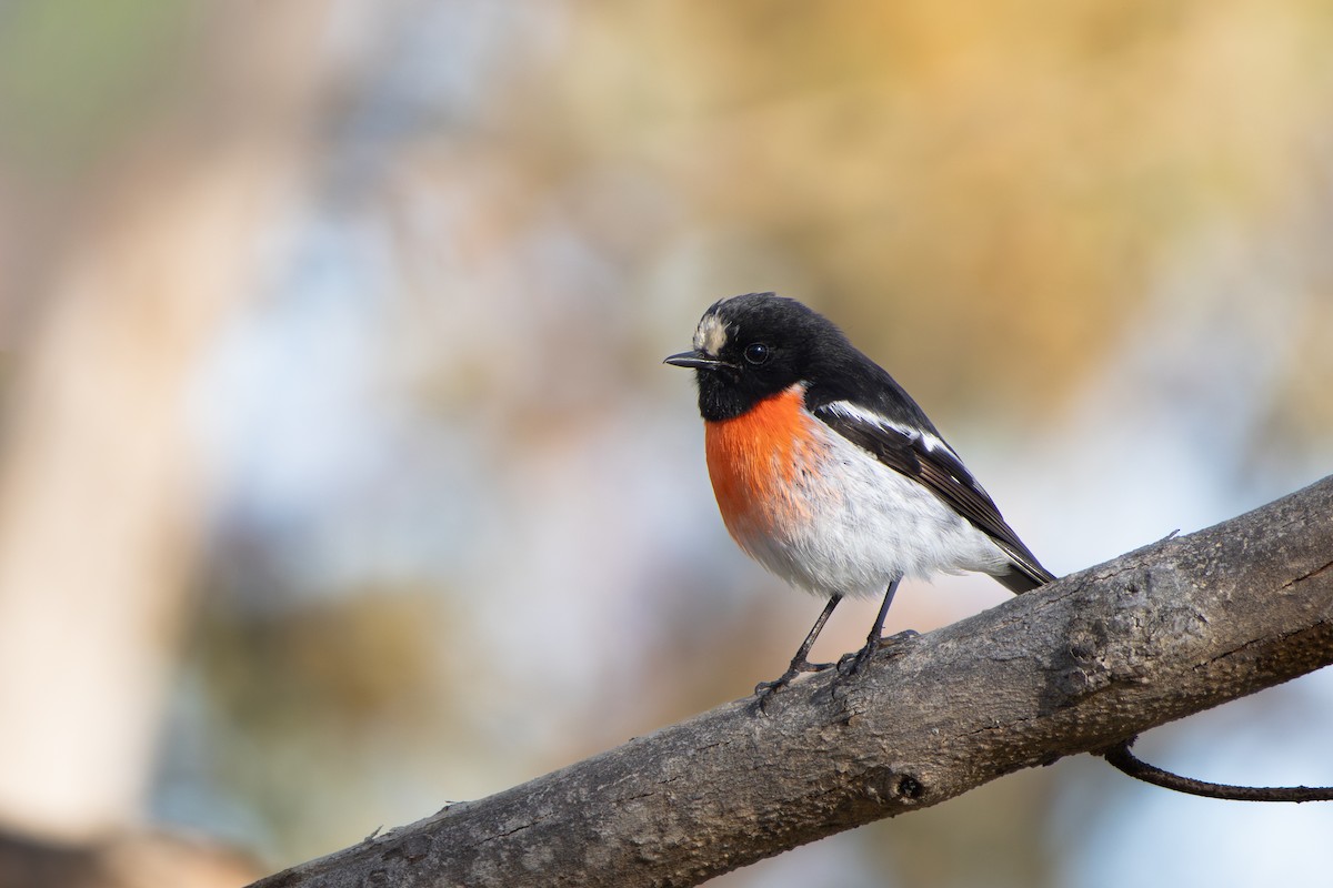 Scarlet Robin - ML644877216
