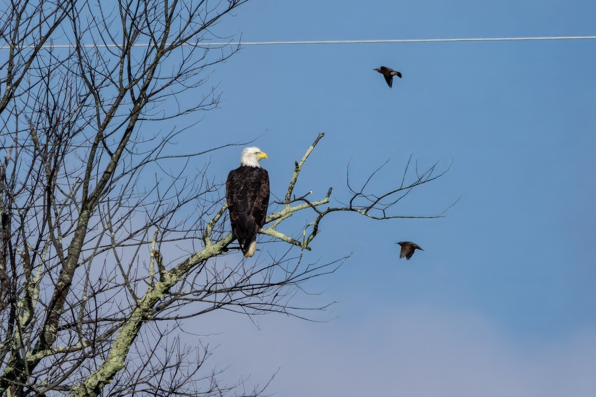 Bald Eagle - ML644877220