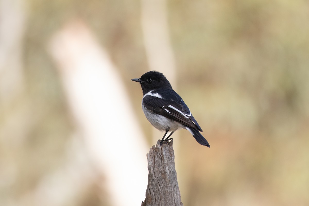 Пегая дриада - ML644877221