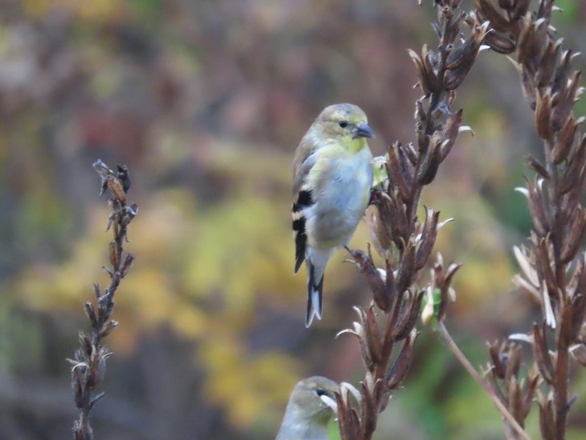 Altın İskete - ML644877222