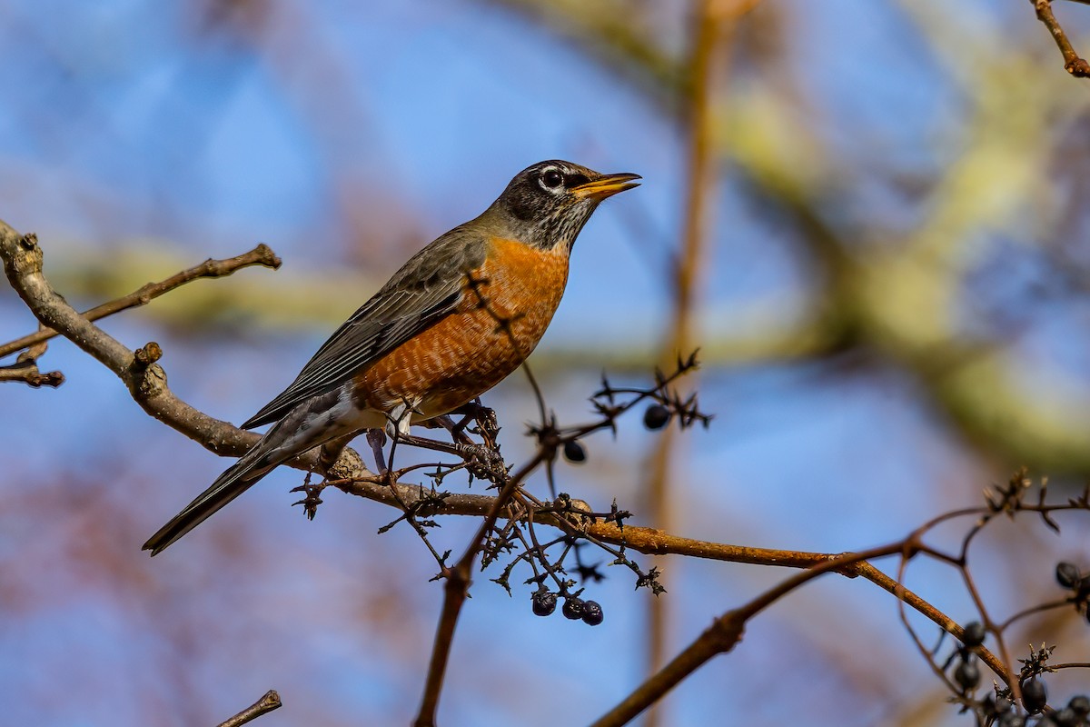 American Robin - ML644877235