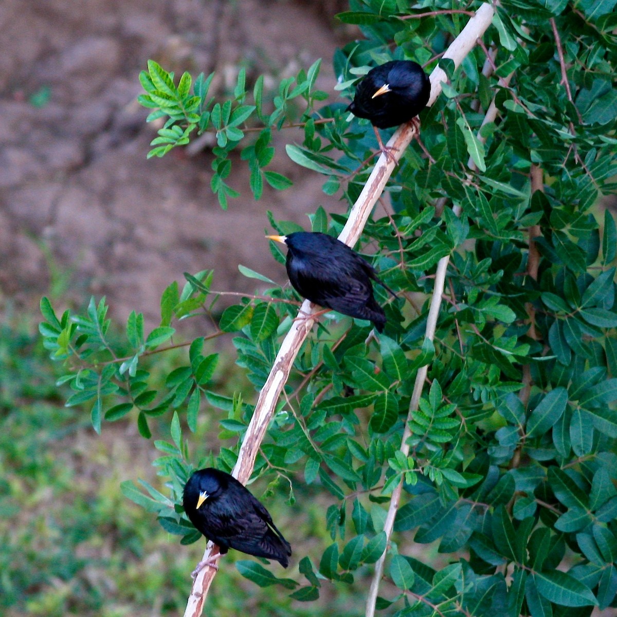 זרזיר שחור - ML644877241