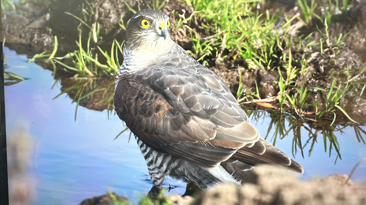 Eurasian Sparrowhawk - ML644877244