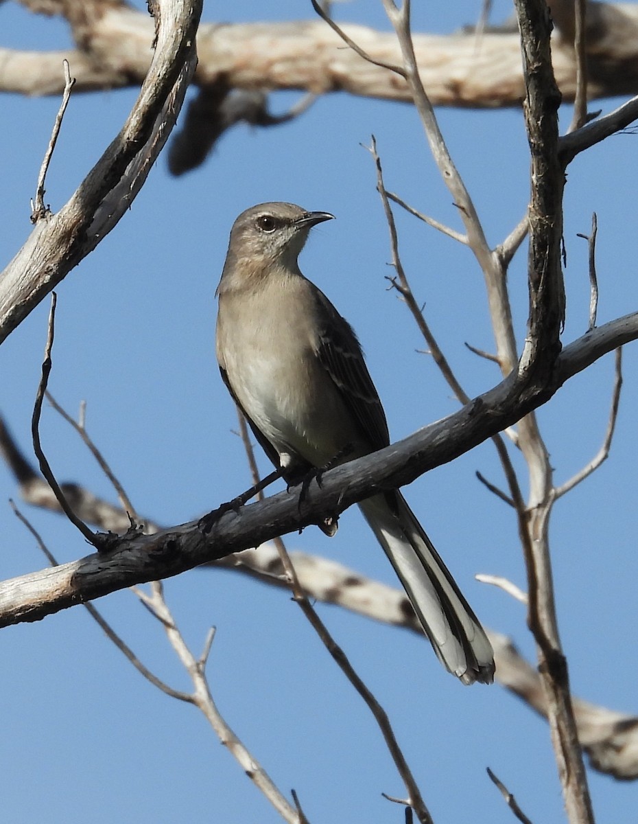 Northern Mockingbird - ML644877255