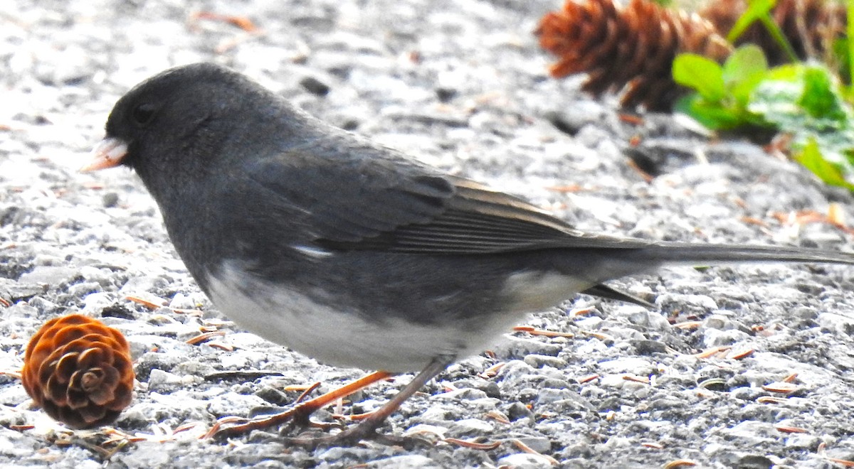 Dark-eyed Junco (Slate-colored) - ML644877264