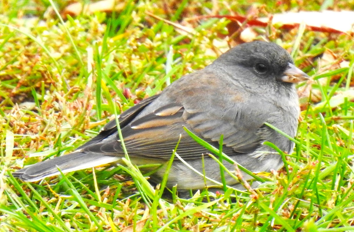 Dark-eyed Junco (Slate-colored) - ML644877265