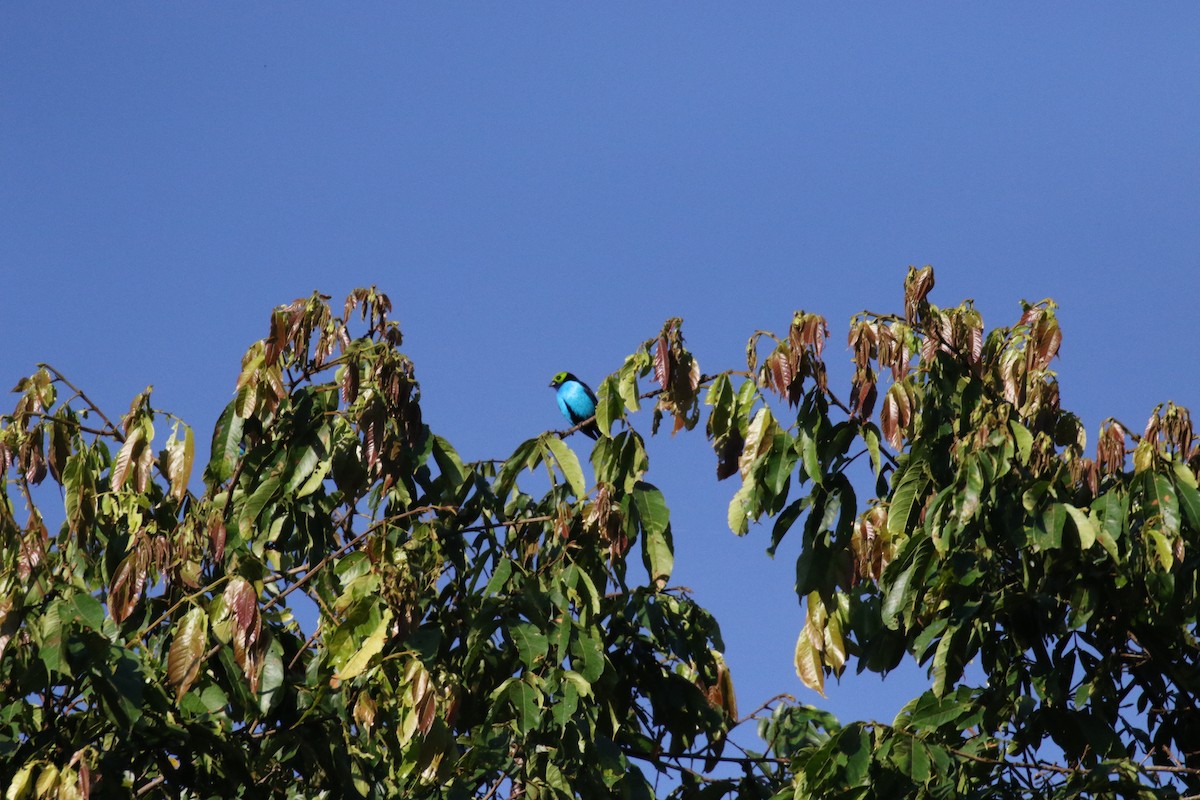 Paradise Tanager - ML644877266