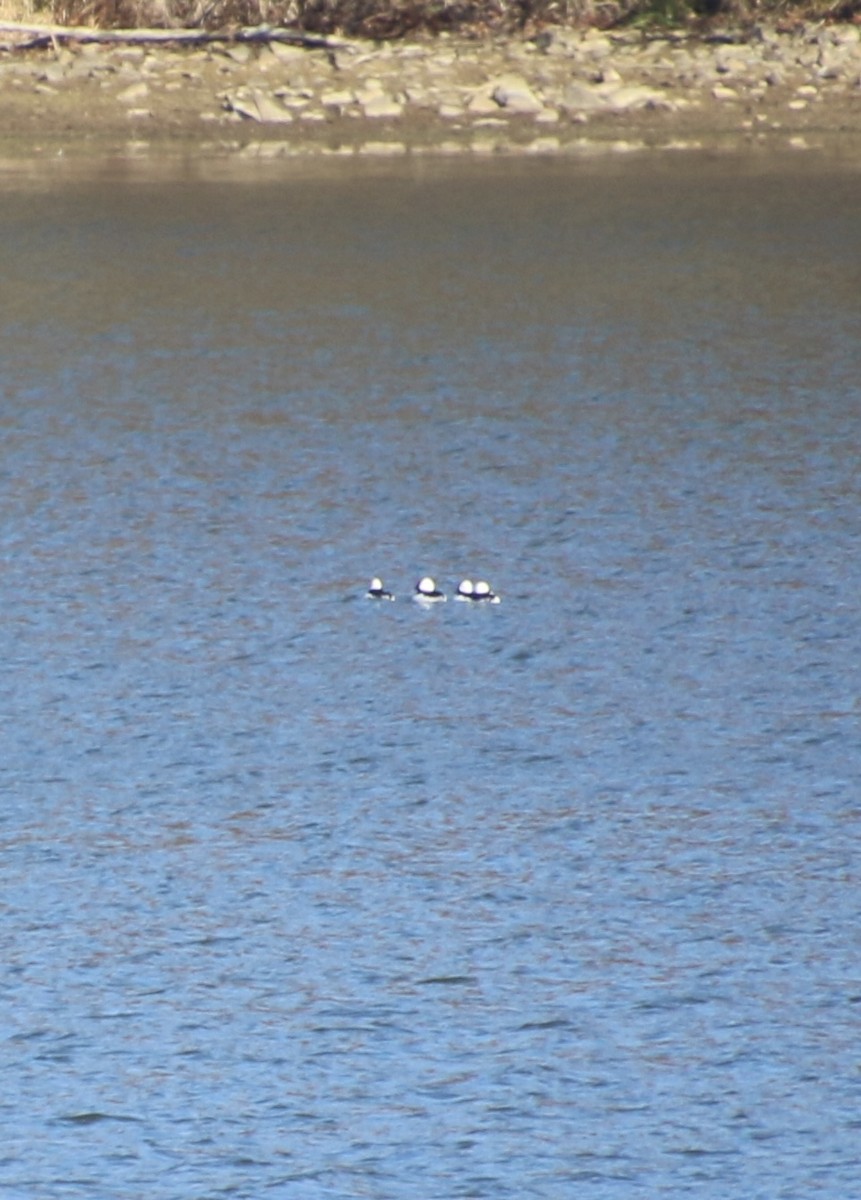 Bufflehead - ML644877270