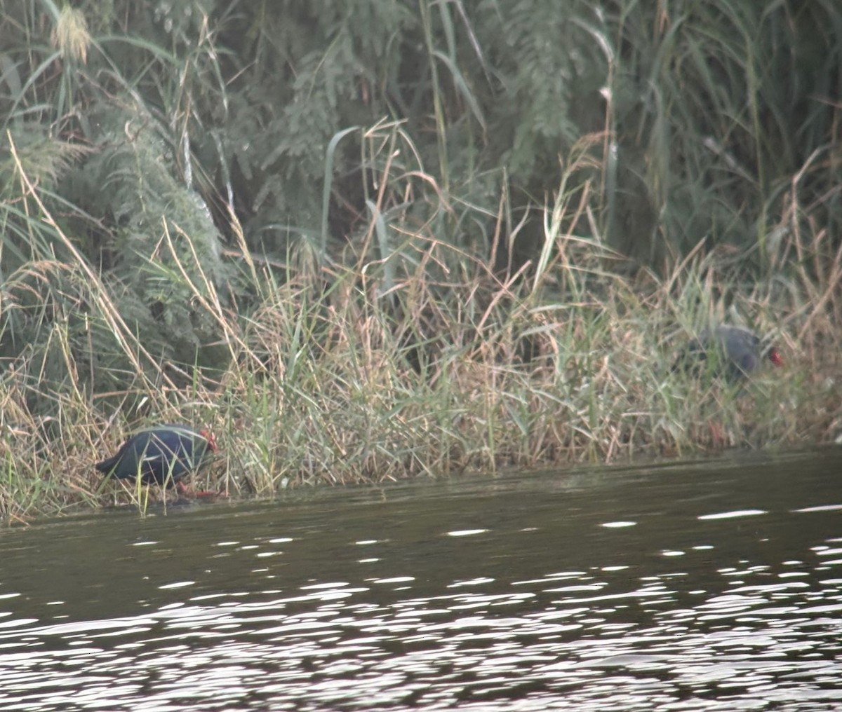 Gray-headed Swamphen - ML644877274
