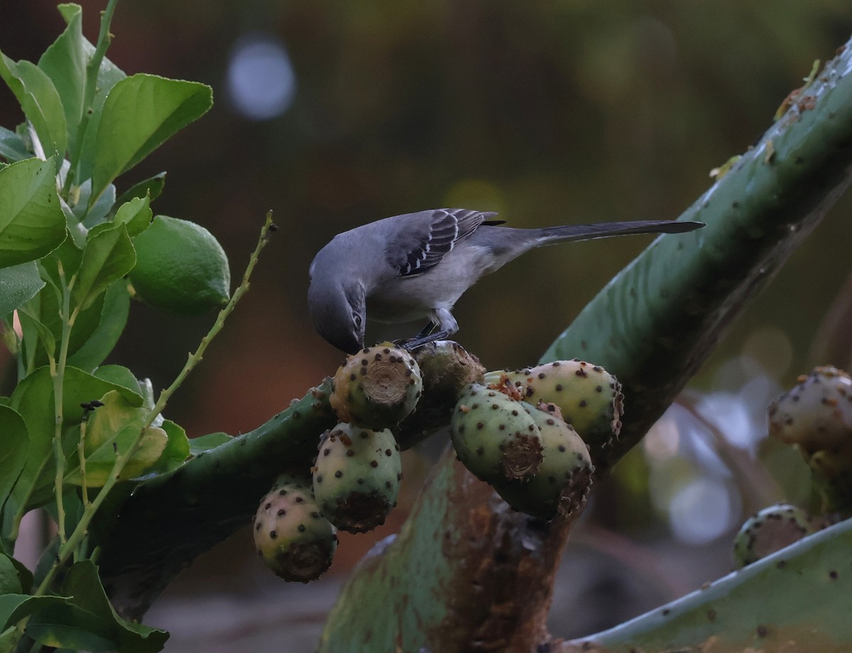 Northern Mockingbird - ML644877277