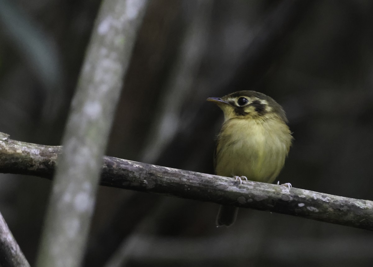 White-throated Spadebill (Eastern) - ML644877279