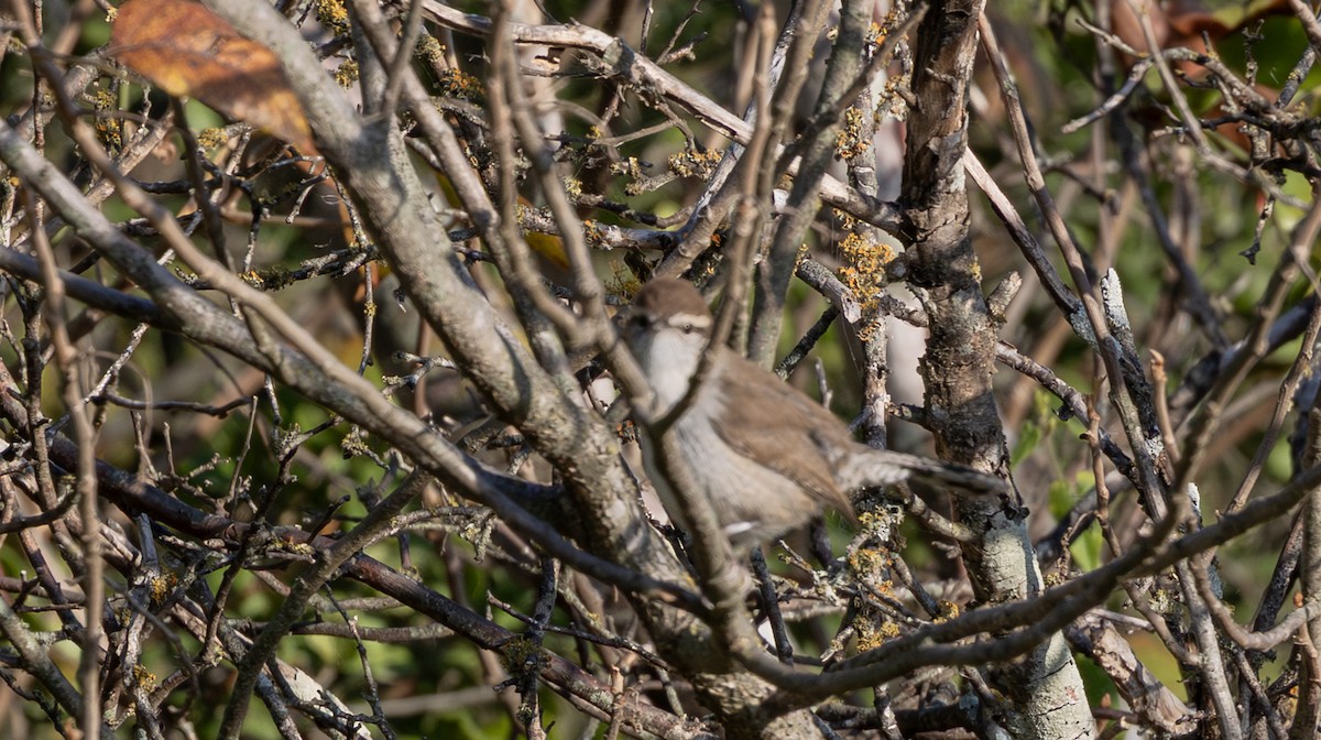 Troglodyte de Bewick - ML644877281