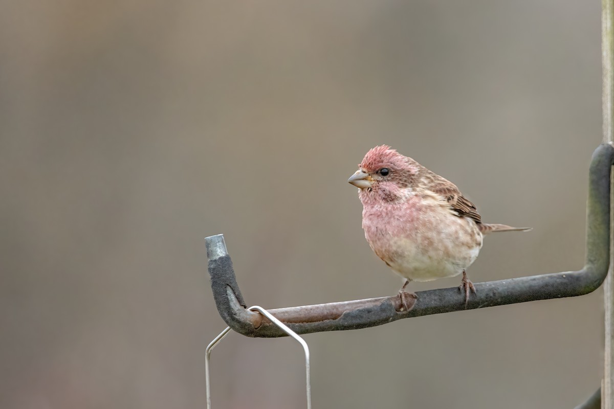 Camachuelo Purpúreo (purpureus) - ML644877283