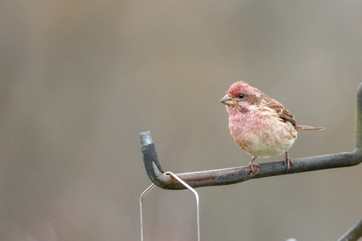 Camachuelo Purpúreo (purpureus) - ML644877285