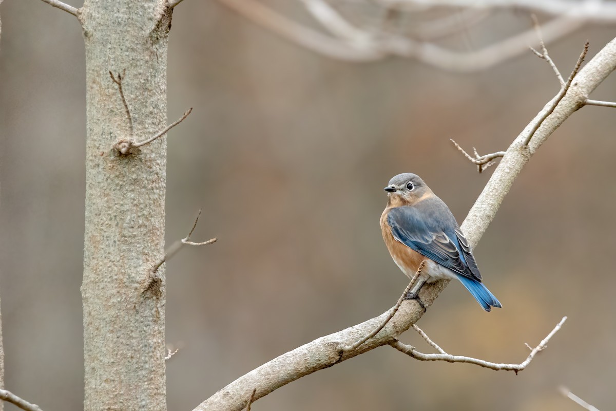 Eastern Bluebird (Eastern) - ML644877292