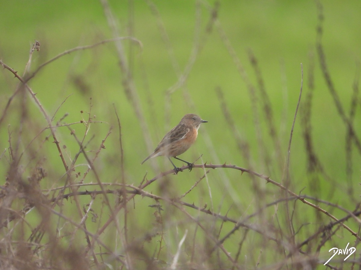European Stonechat - ML644877293