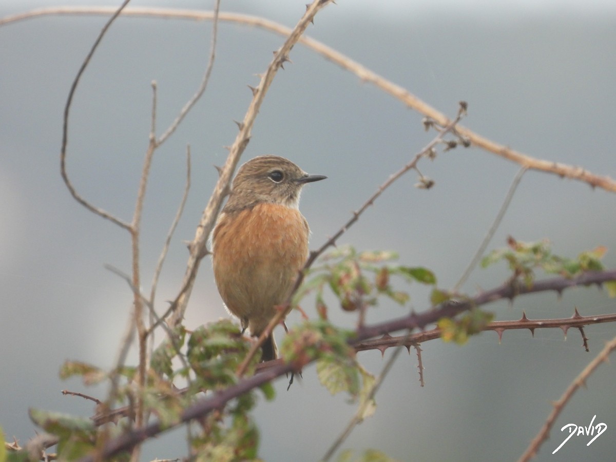 European Stonechat - ML644877294