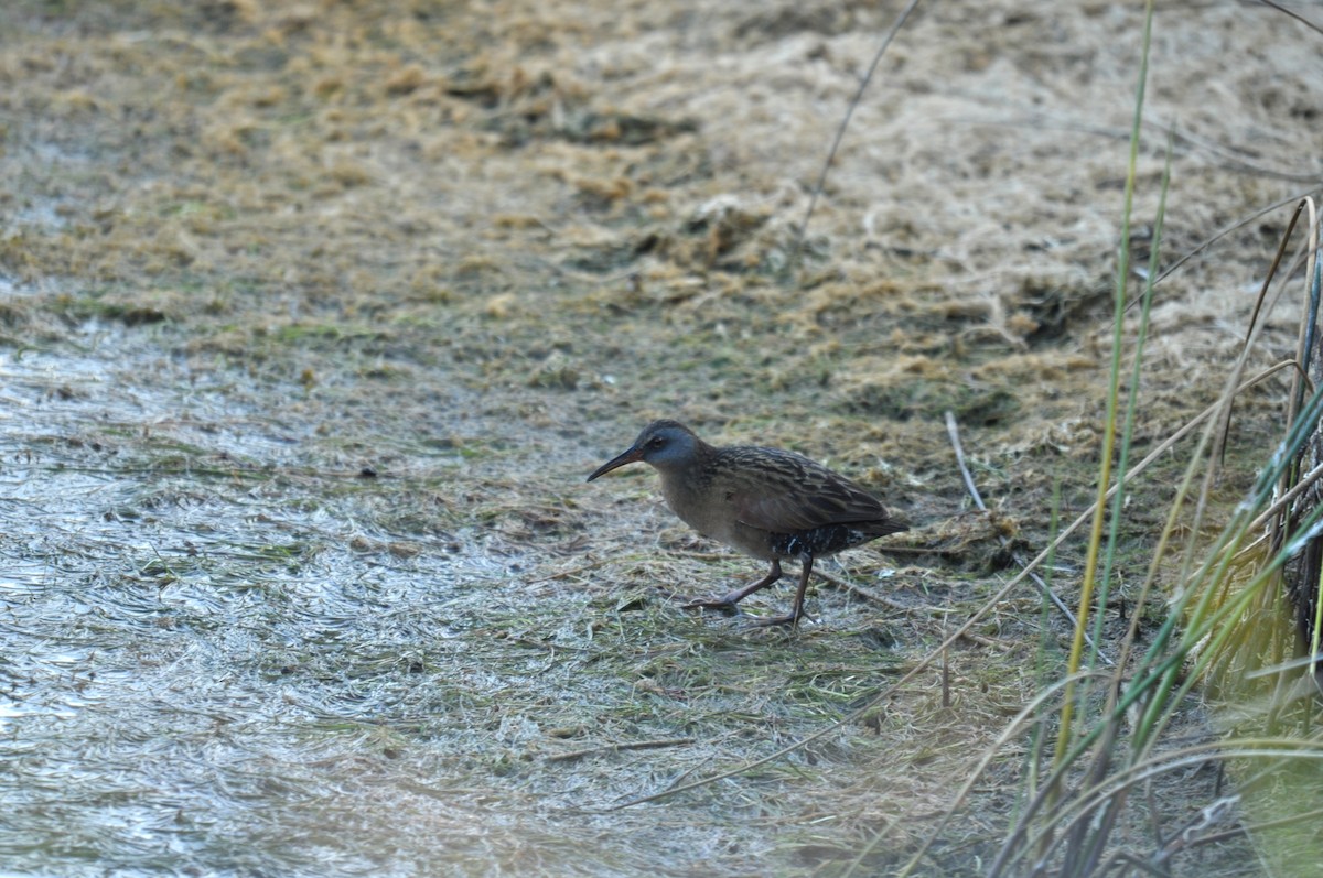 Virginia Rail - ML644877298