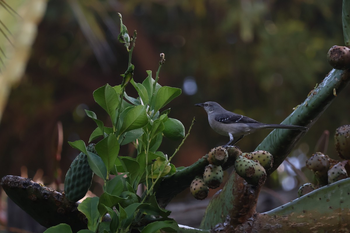 Northern Mockingbird - ML644877303