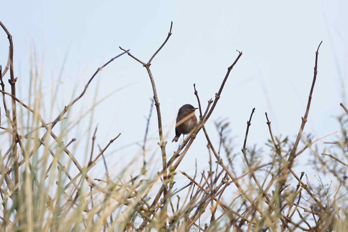 Funda Ötleğeni - ML644877308