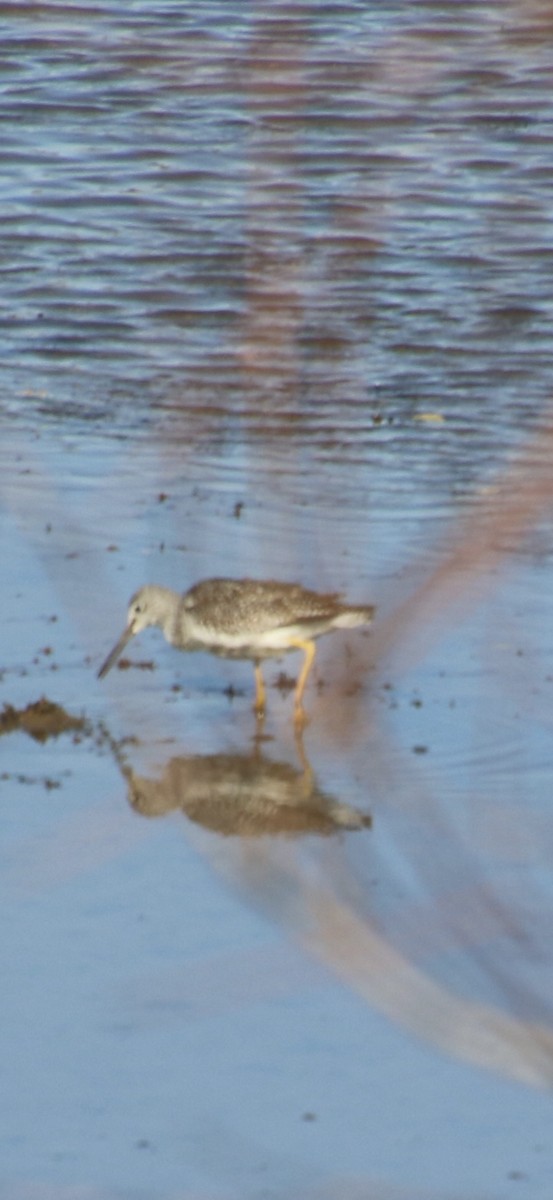 Greater Yellowlegs - ML644877309