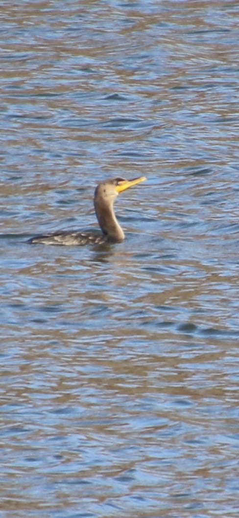 Double-crested Cormorant - ML644877321