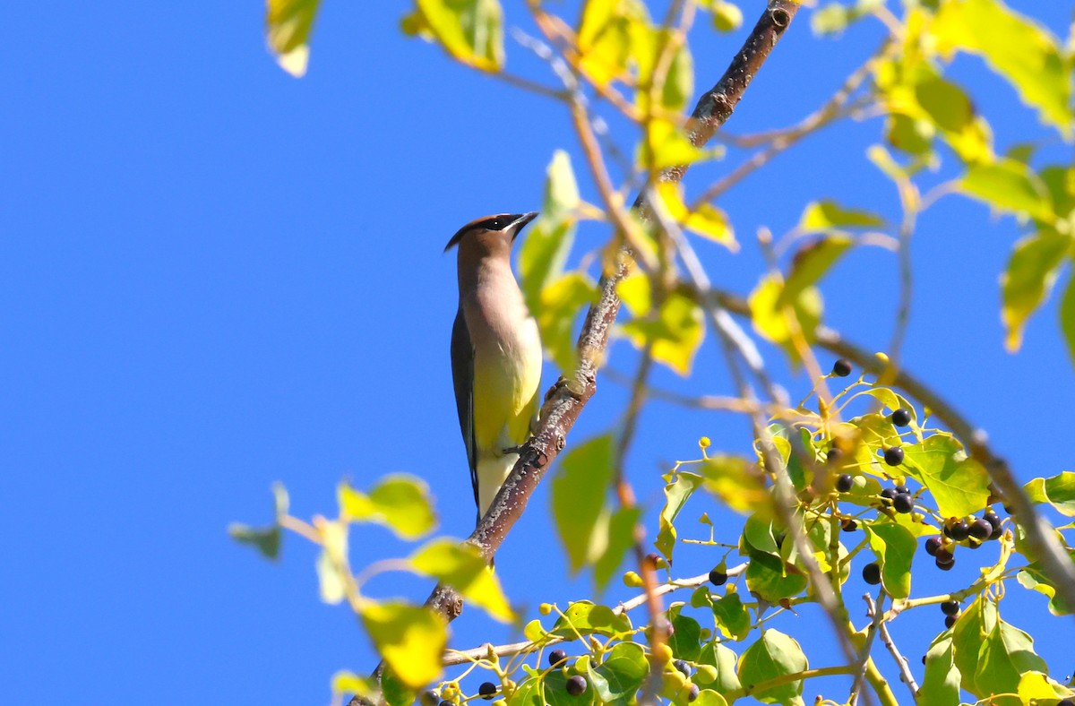 Jaseur d'Amérique - ML644877324
