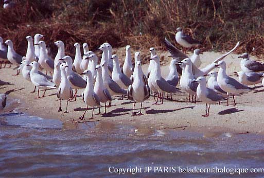 Slender-billed Gull - ML644877326