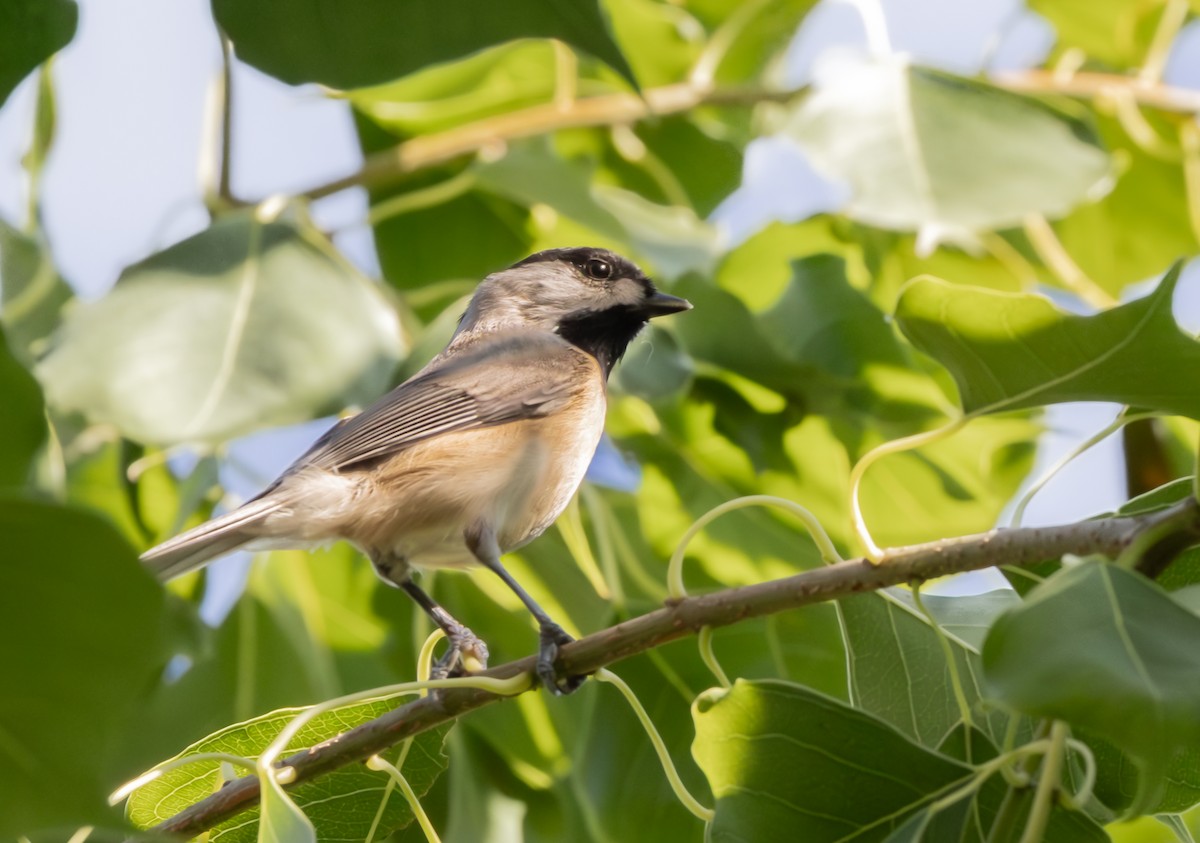 Carolina Chickadee - ML644877327