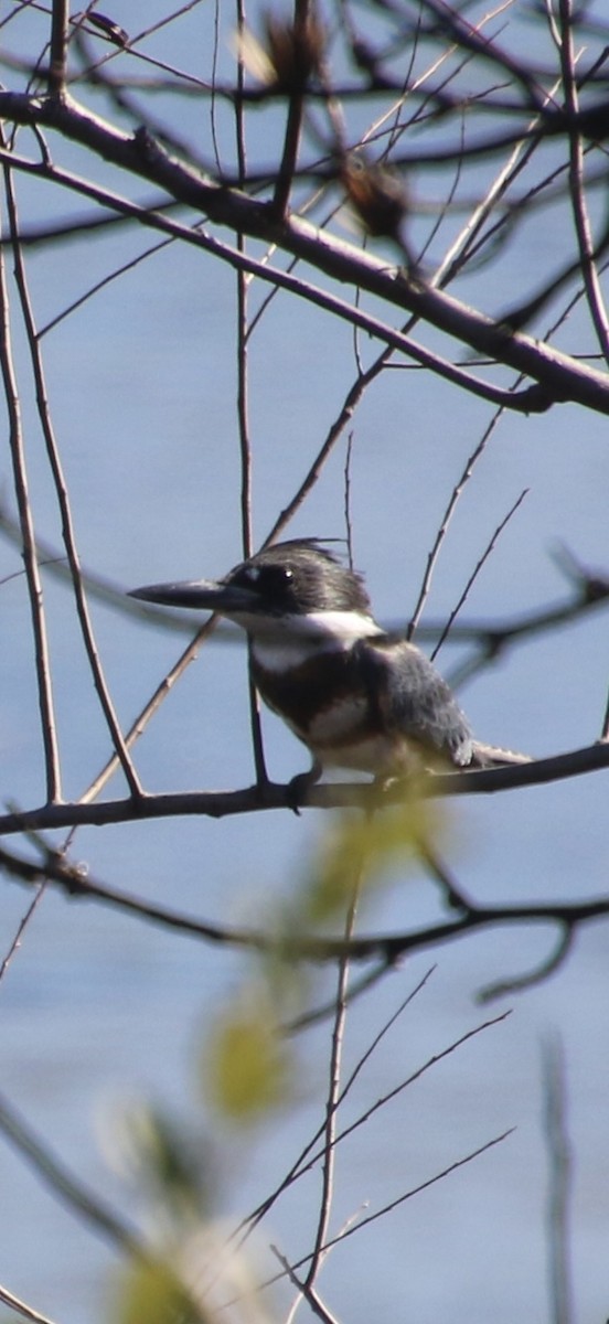Belted Kingfisher - ML644877343