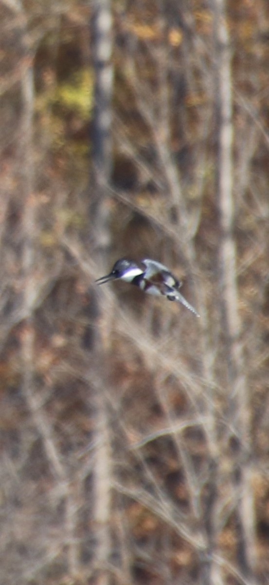 Belted Kingfisher - ML644877344
