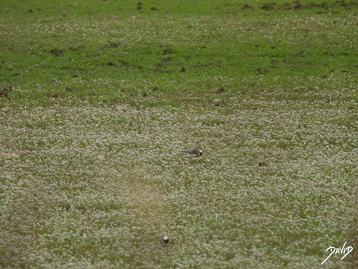 White Wagtail - ML644877346