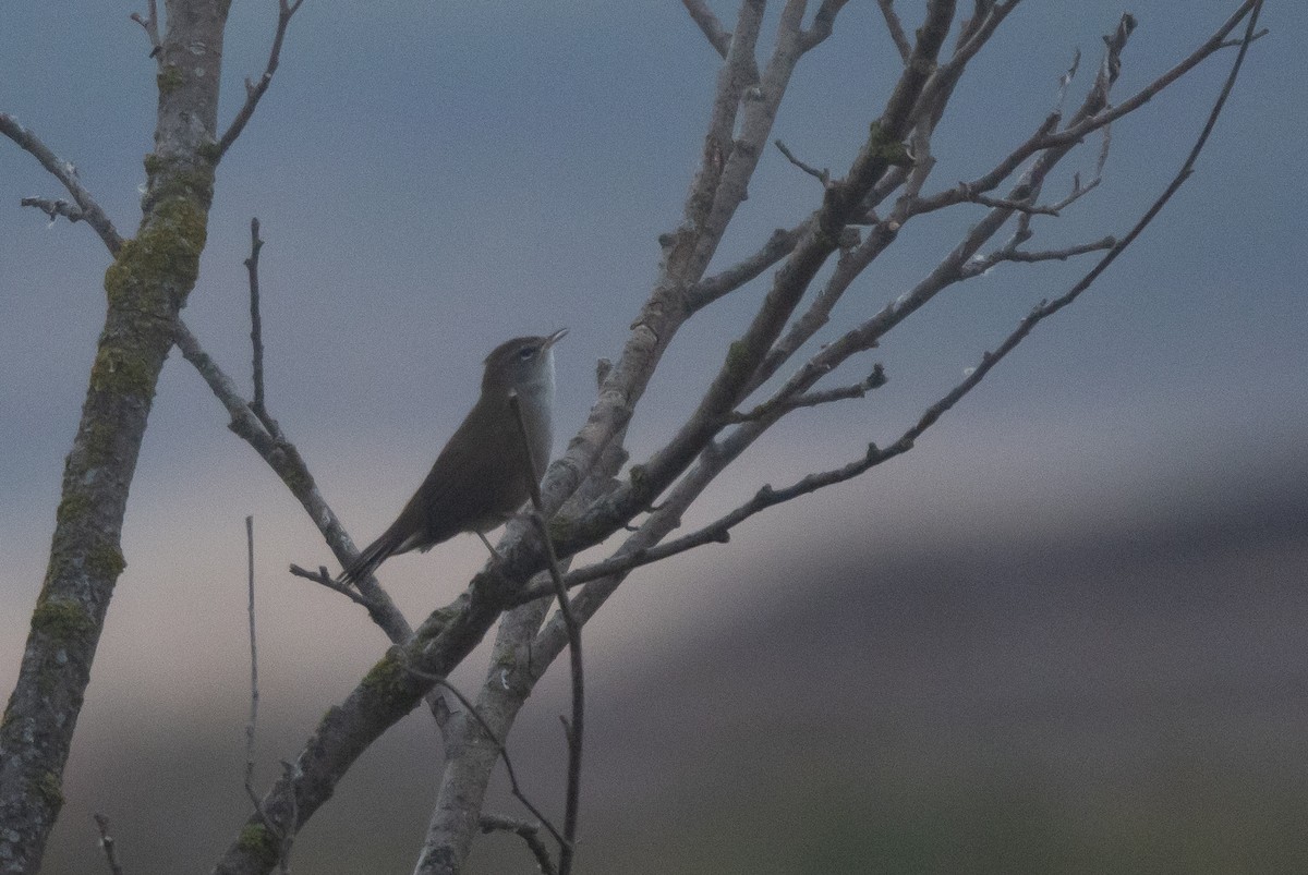 Cetti's Warbler - ML644877359