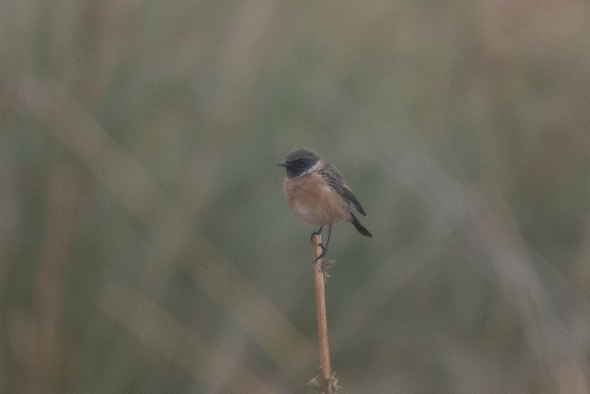 European Stonechat - ML644877370