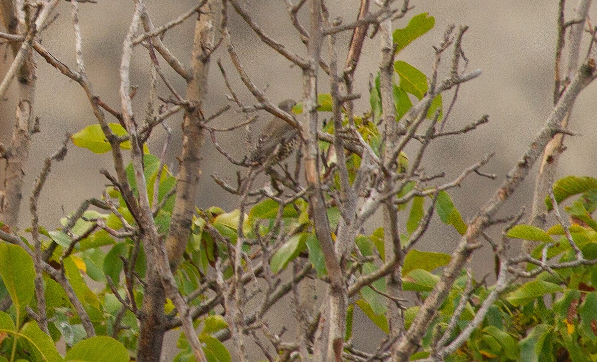 drozd brávník - ML644877371