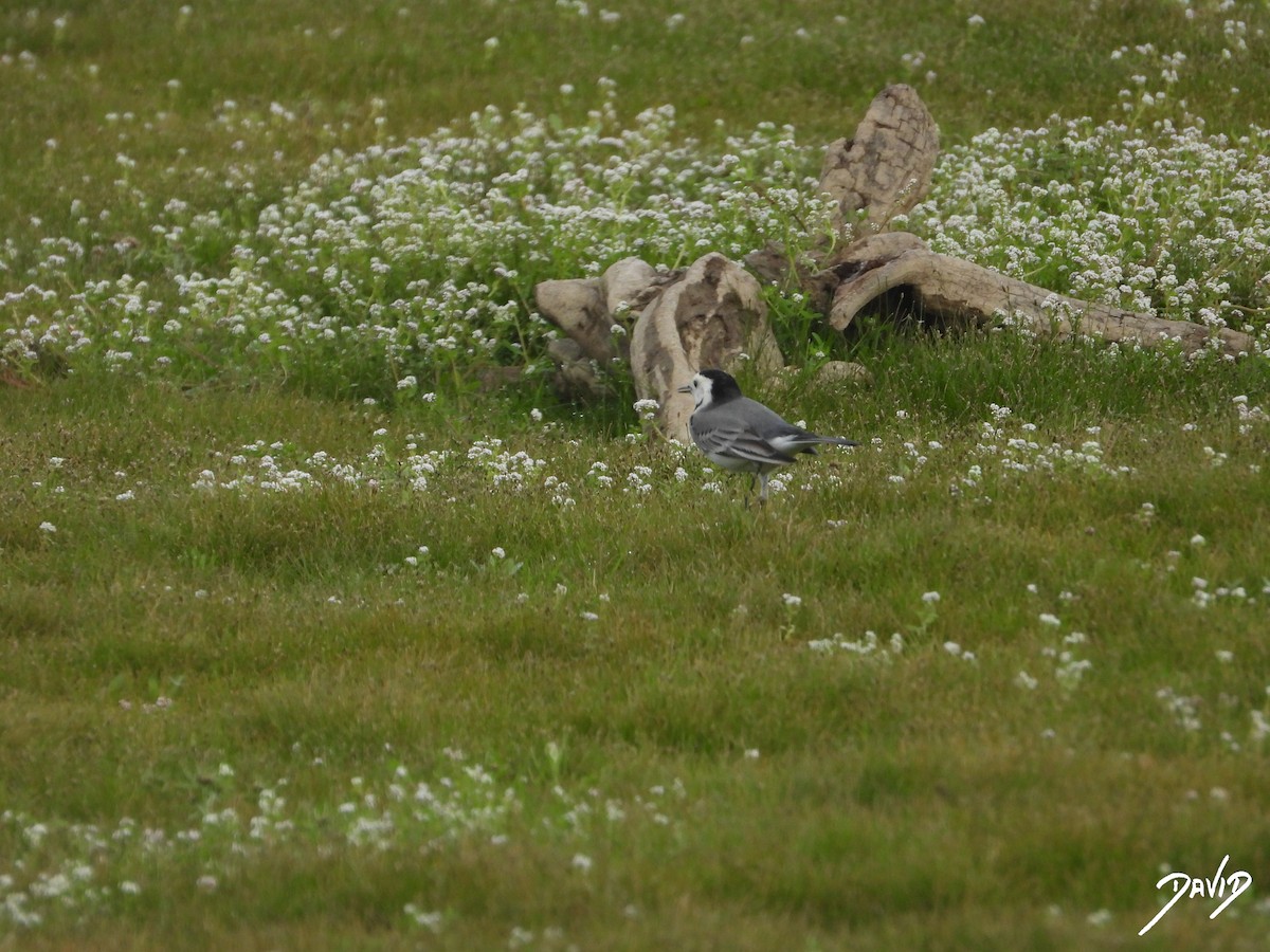 White Wagtail - ML644877382