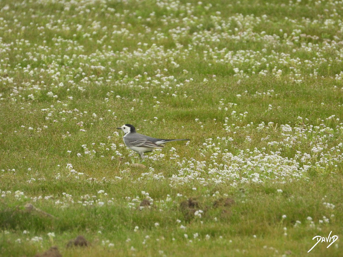 White Wagtail - ML644877383