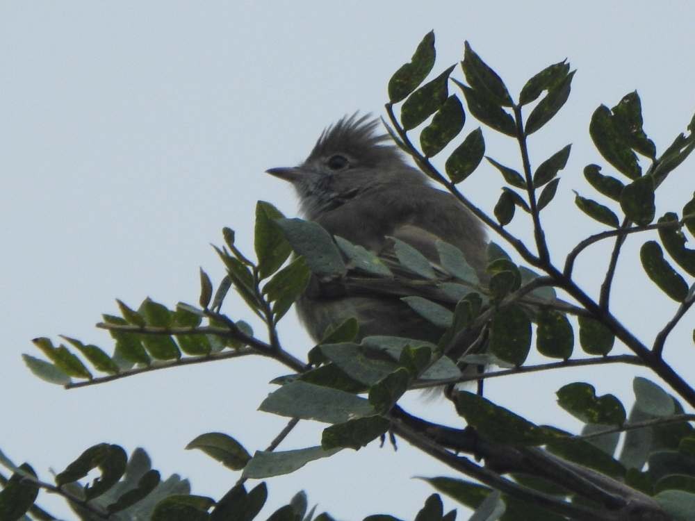 Yellow-bellied Elaenia - ML644877384
