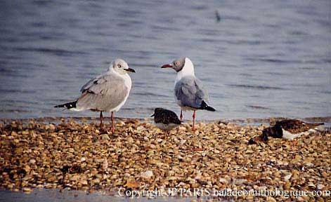 ズアオカモメ - ML644877410