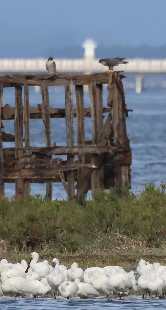 Peregrine Falcon - ML644877431