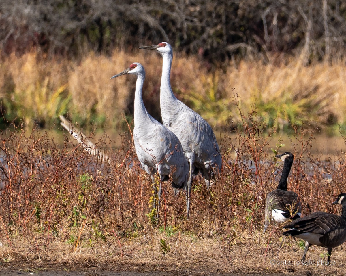 Sandhill Crane - ML644877434